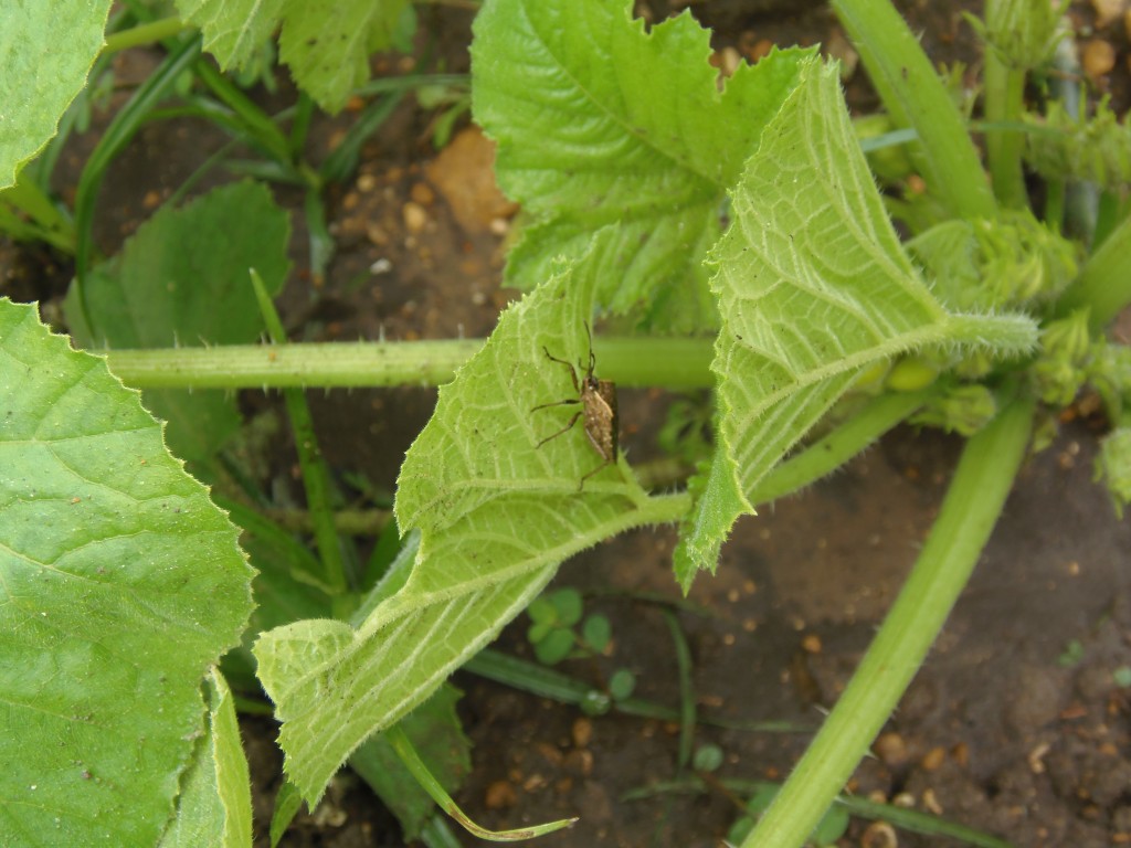How to Naturally Get Rid of Squash Bugs