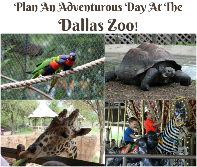 Plan An Adventurous Family Day At The Dallas Zoo