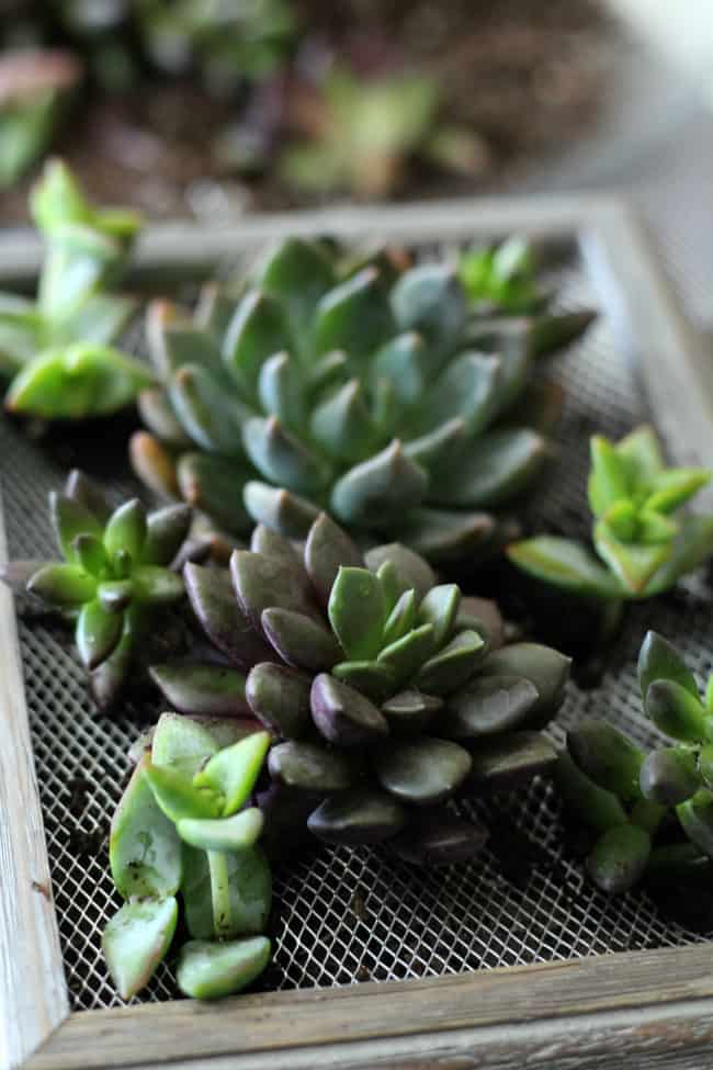 DIY Succulent Wall Hanging - Gorgeous Addition To Your House!