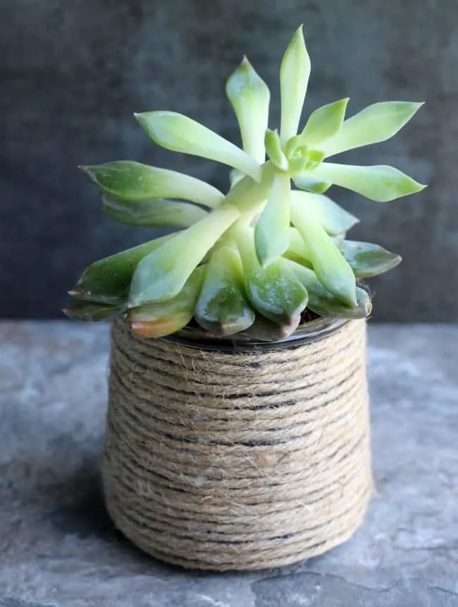 DIY Succulent Planters - Repurpose Glass Yogurt Jars!