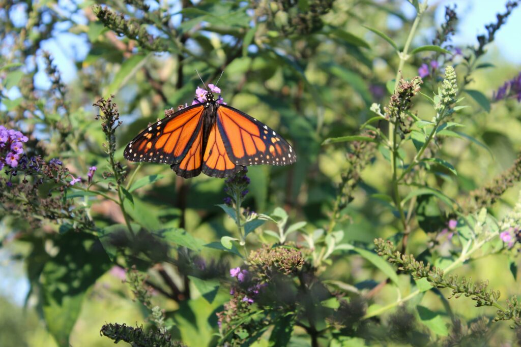 monarch butterfly garden