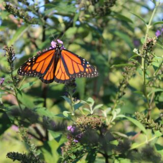 monarch butterfly garden