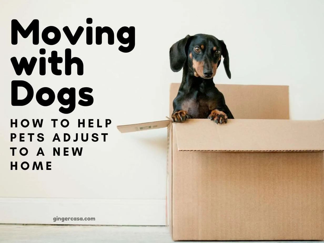 Helping dogs adjust to a hot sale new home