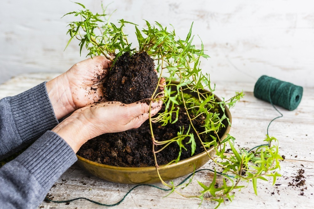 making a kokedama moss ball