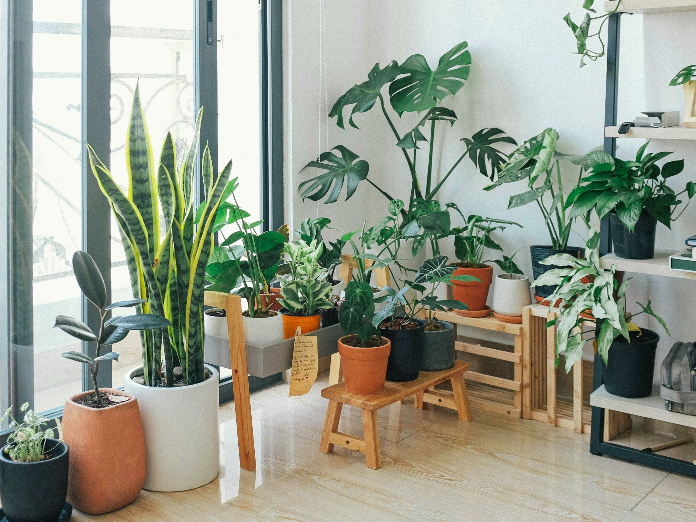 houseplant collection