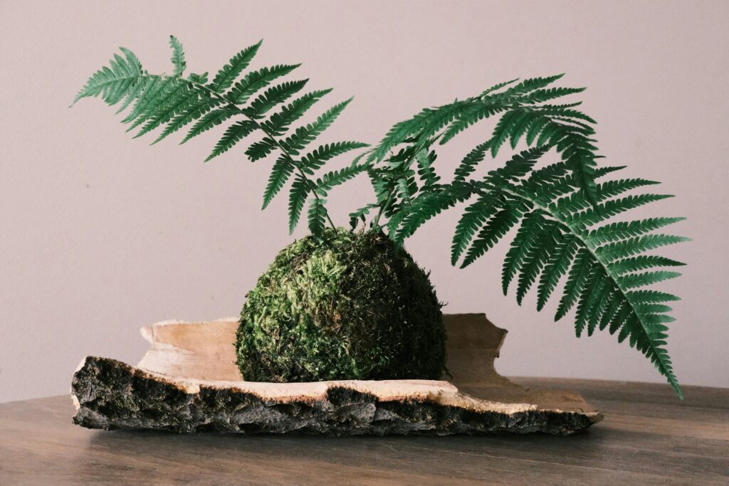 kokedama