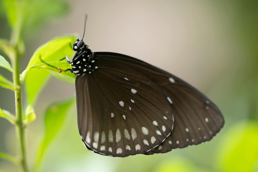 pollinators