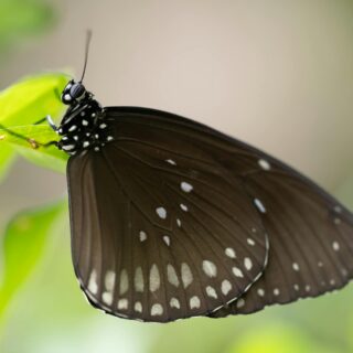 pollinators