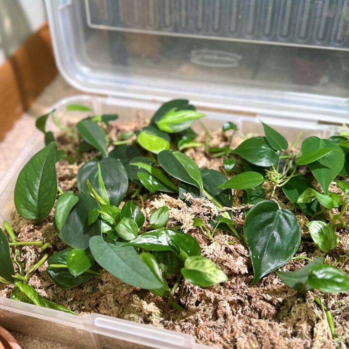 How to Make a Prop Box for Houseplant Cuttings