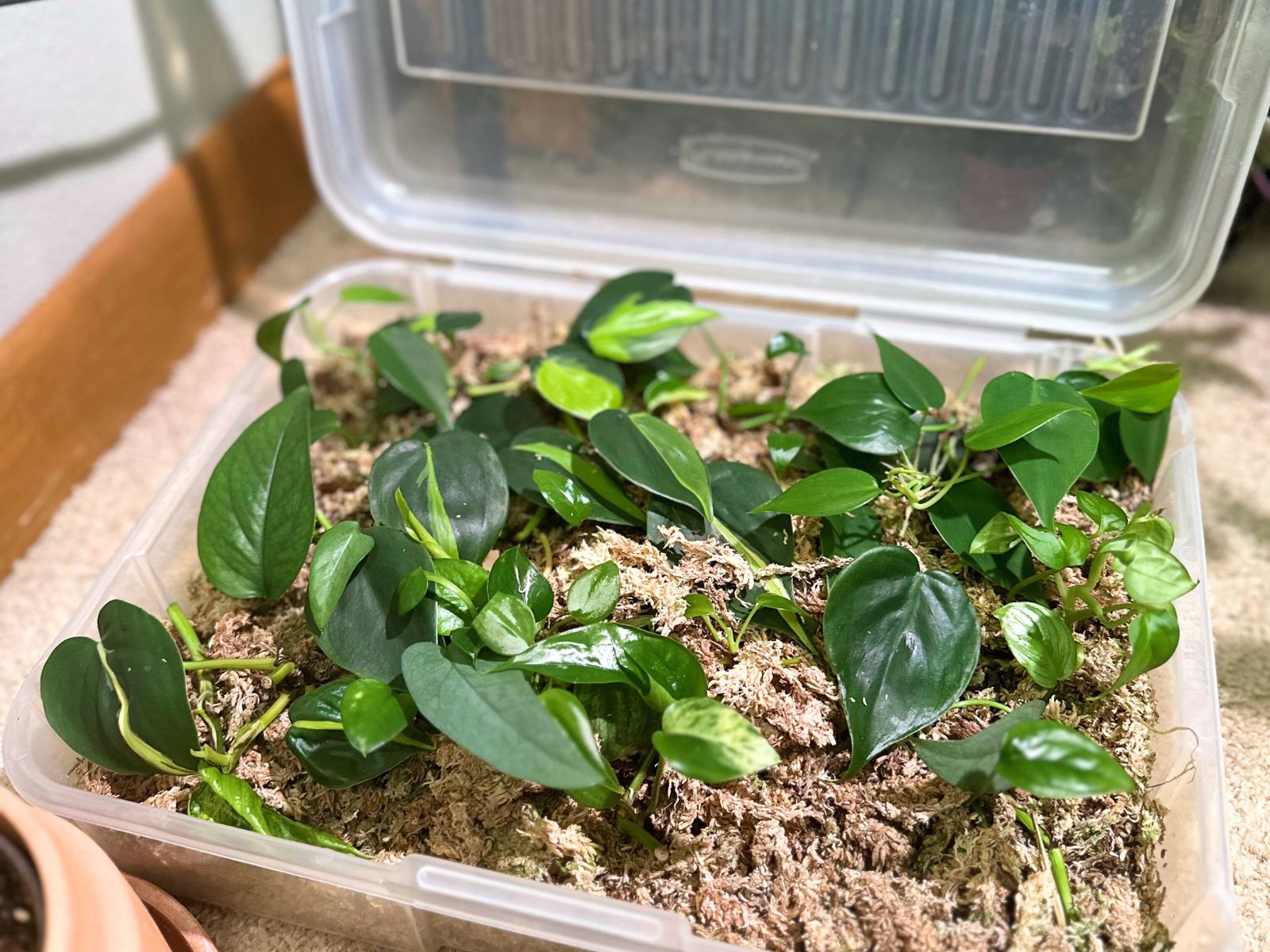 prop box for houseplant cuttings propagation