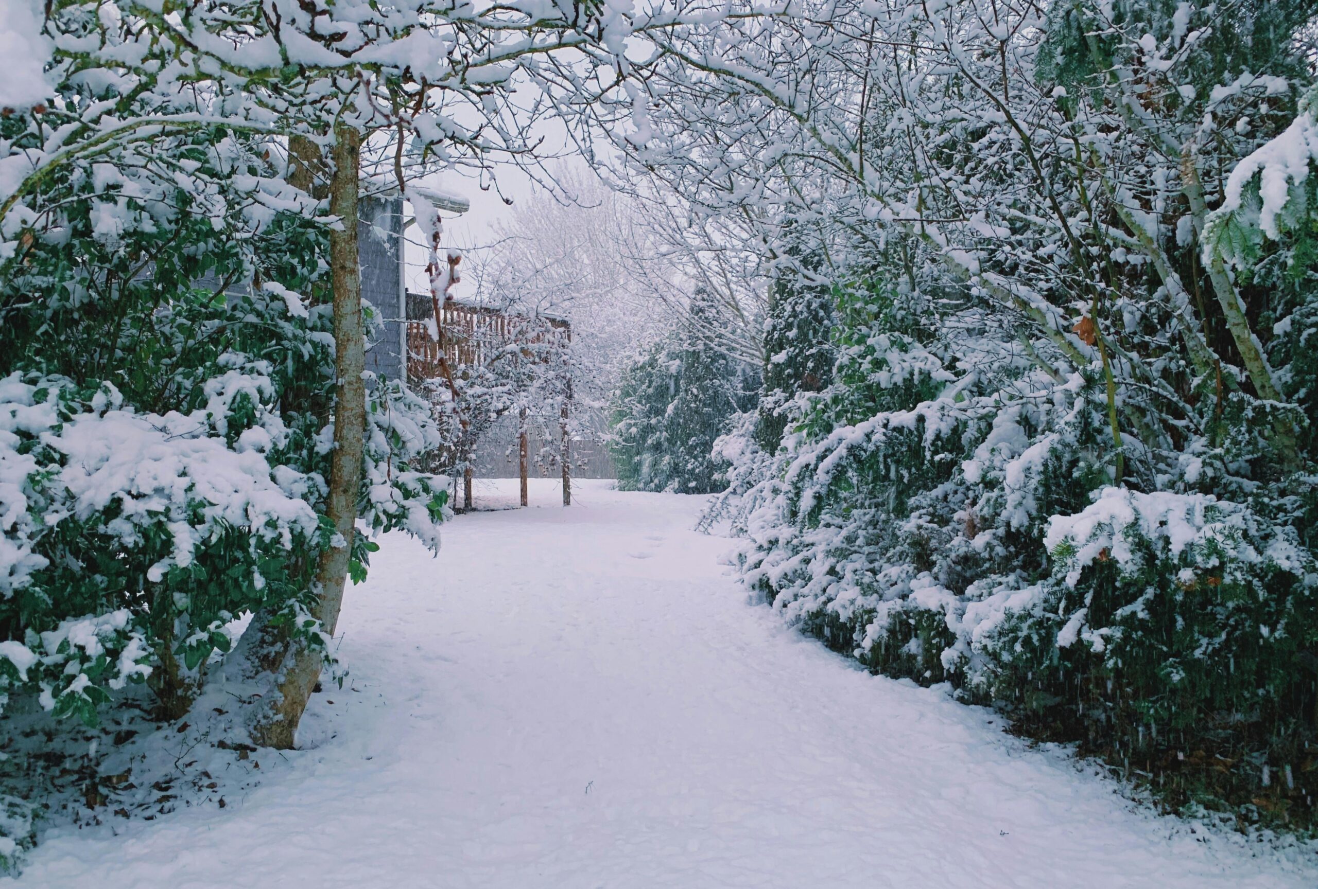 garden in the snow