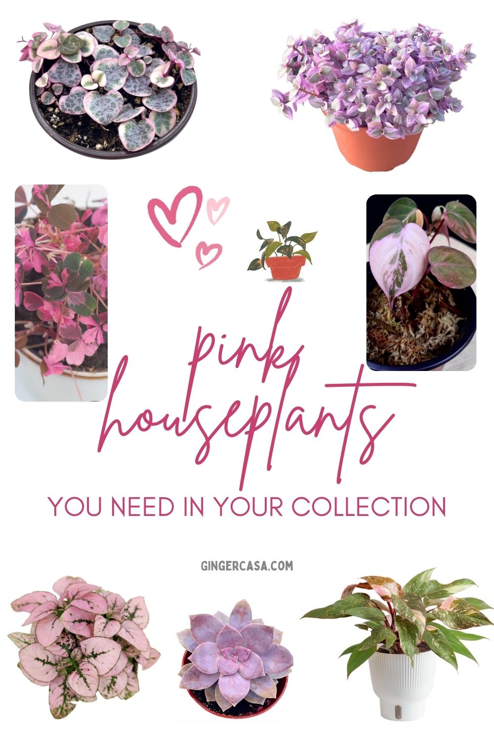 pink houseplants