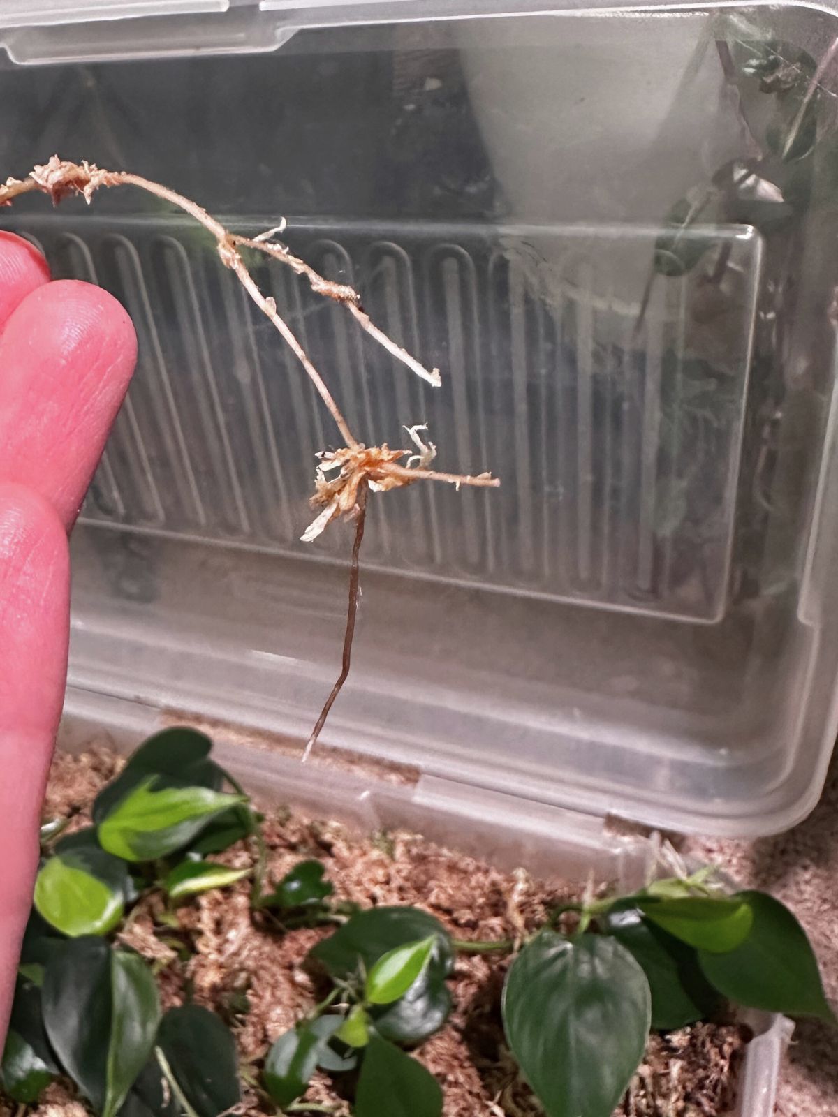 prop box root growth